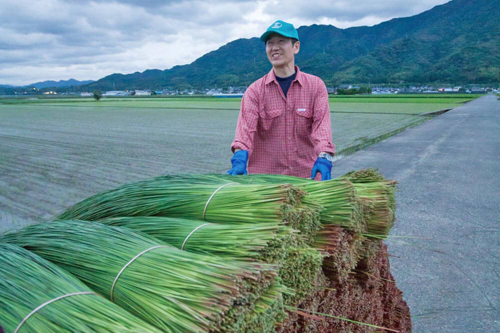 畳のイ草の産地　熊本県八代市でのイ草刈り取り作業